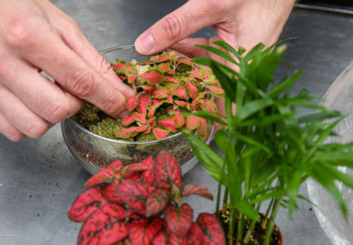 Atelier terrarium pour adultes